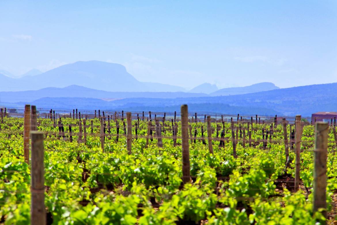 domaine-cazes-vignoble-1920.jpg