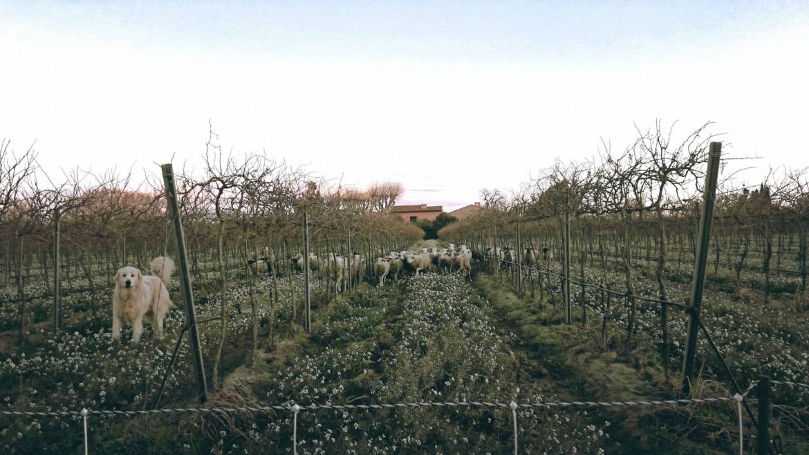 pastoralisme-domaine-cazes-mouton-biodynamie.jpg