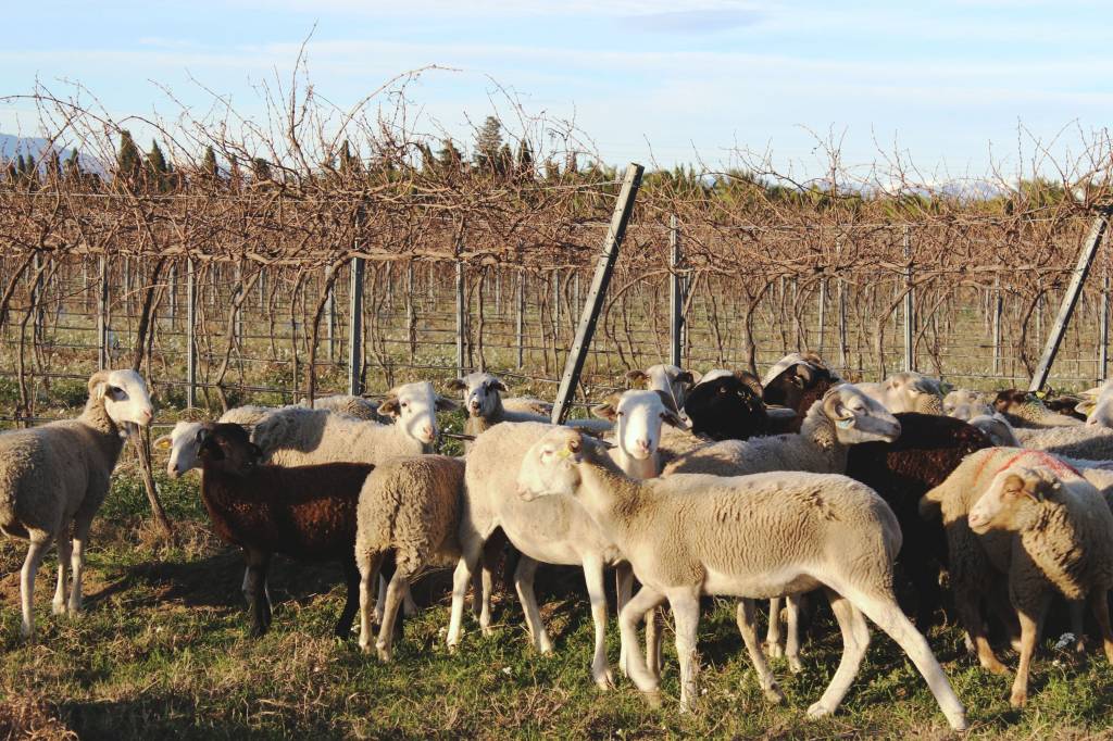 pastoralisme domaine cazes mouton biodynamie