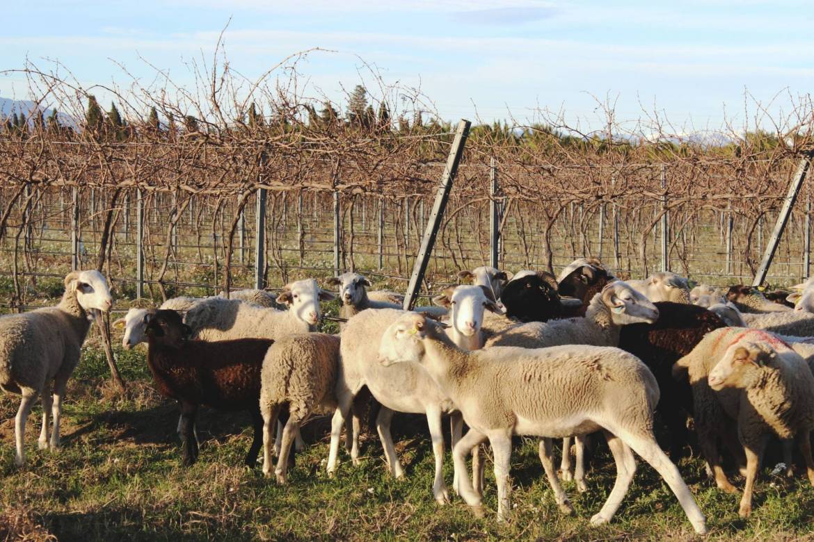 pastoralisme-domaine-cazes-mouton-biodynamie-9.jpg